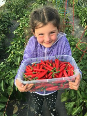 Josephine Sams holding a tray of fresh red peppers in the high tunnel